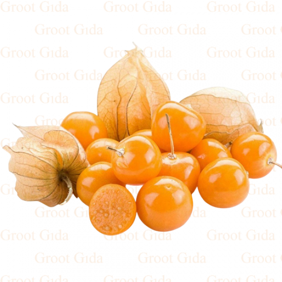 Physalis Peruviana Altın Çiçek