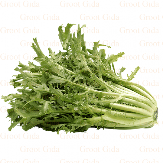 Chicory