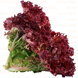 Red Lettuce