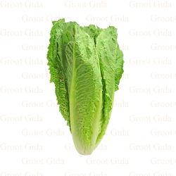 Yedikule Lettuce